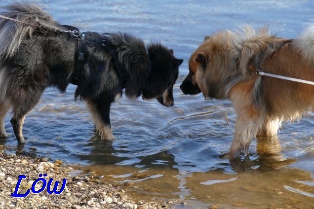 12.2.2022 - Lola und Barki kommen sich näher